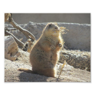 Prairie Dog Photo Print