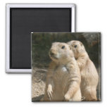 Prairie Dog Photo Square Magnet