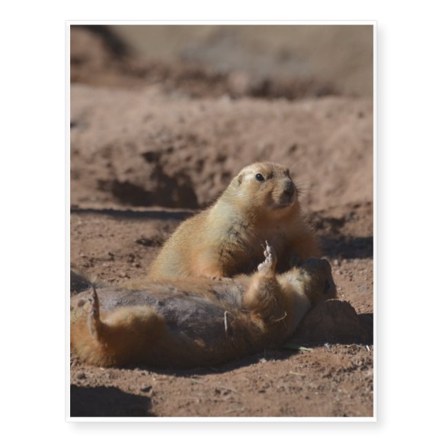 Prairie Dog Playing Dead Temporary Tattoos (Front)