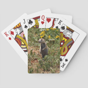 Prairie Dog Poker Cards