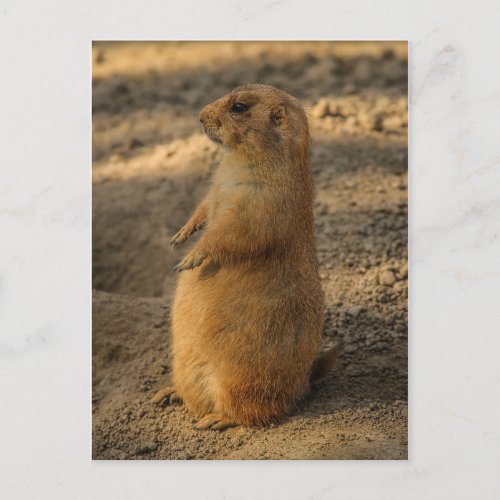 Prairie Dog Postcard
