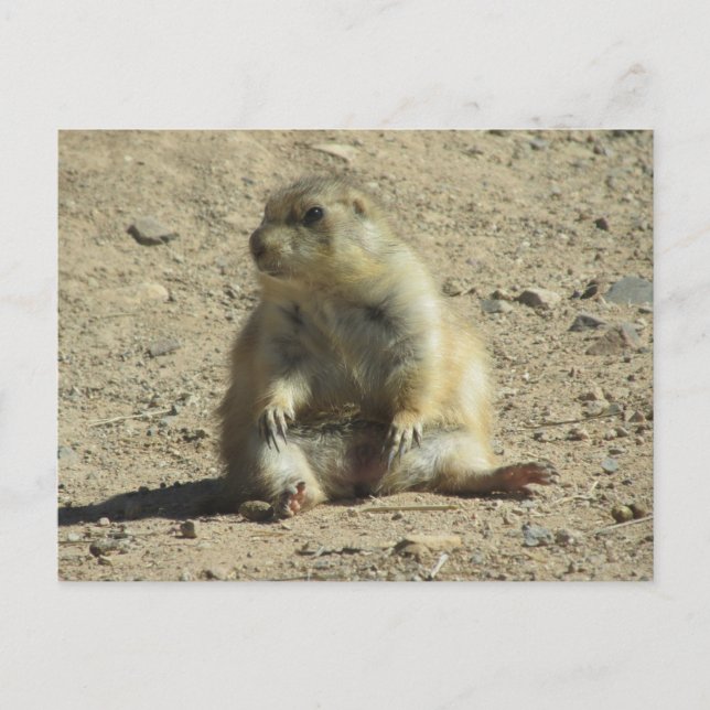 Prairie Dog Postcard (Front)
