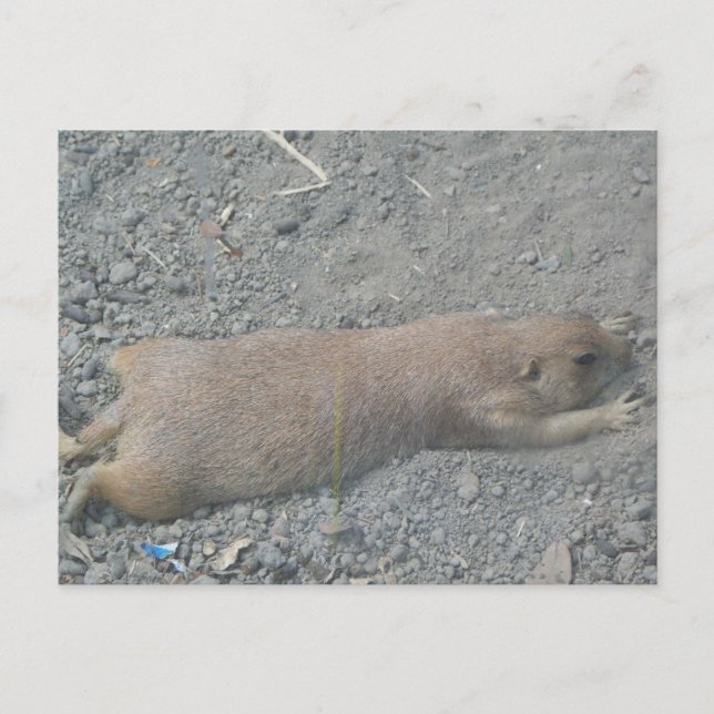 Prairie Dog Postcard (Front)