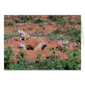 Prairie Dog pups (Front Horizontal)