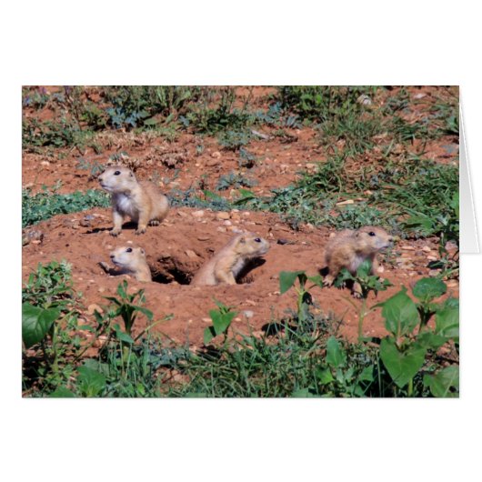 Prairie Dog pups Cards (Front Horizontal)