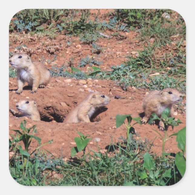 Prairie Dog Pups Square Sticker (Front)