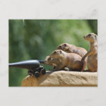 Prairie Dog Soldiers Postcard