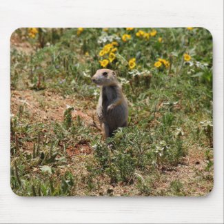 Prairie Dog Solo