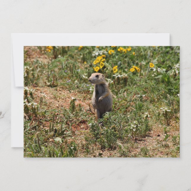 Prairie Dog Solo Note Card (Front)