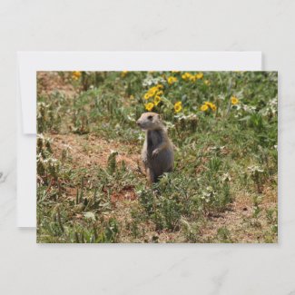 Prairie Dog Solo