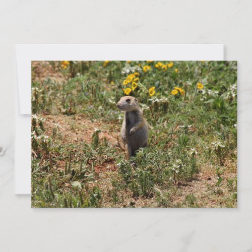Prairie Dog Solo Note Card