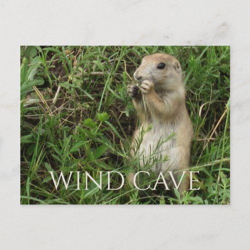 Prairie Dog Standing in Grass Eating WInd Cave Postcard