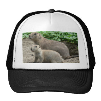 Prairie Dogs 04 Hat