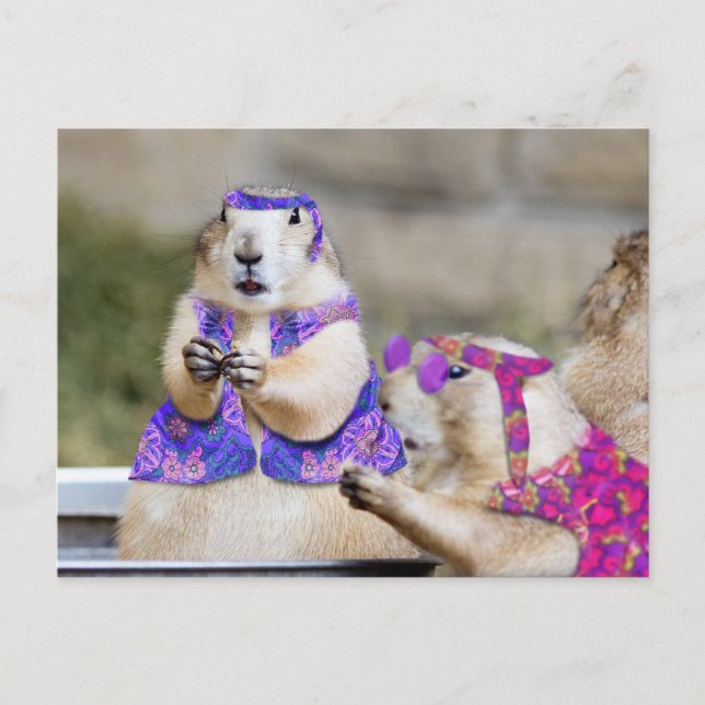 Prairie Dogs are GROOVY! Postcard (Front)