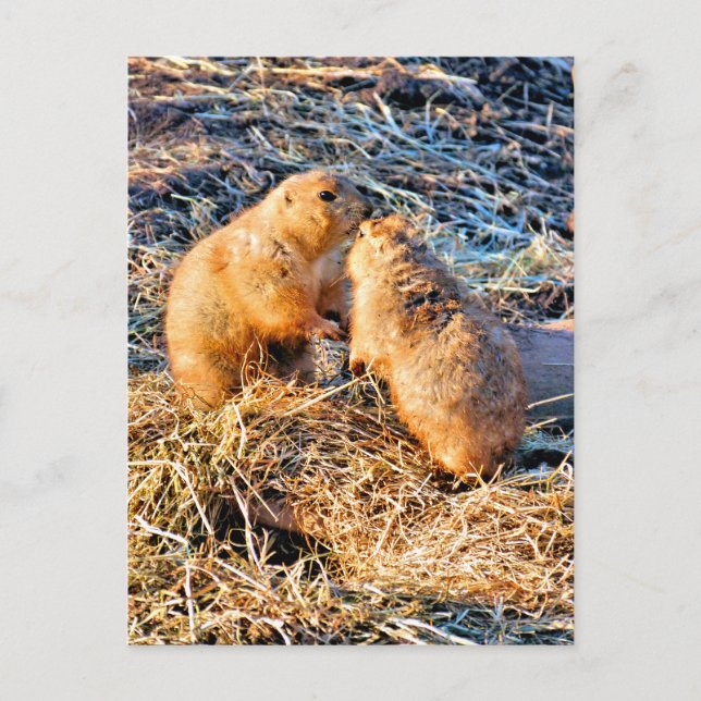 PRAIRIE DOGS POSTCARD (Front)