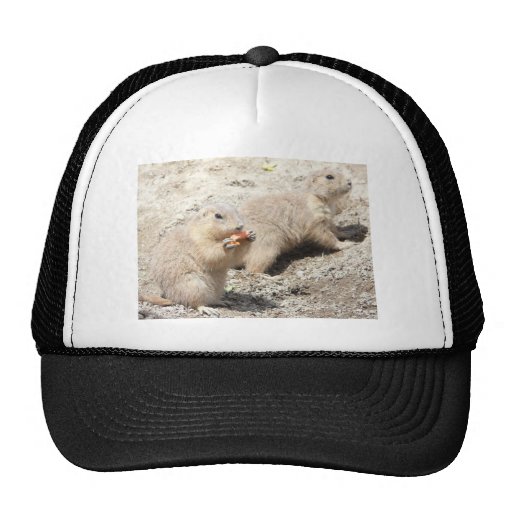 prairie dogs trucker hat | Zazzle