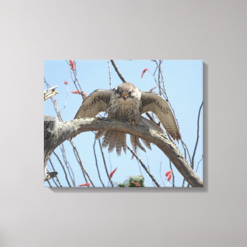 Prairie Falcon Canvas Print