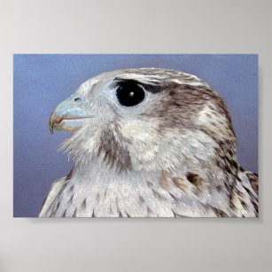 Prairie Falcon Poster
