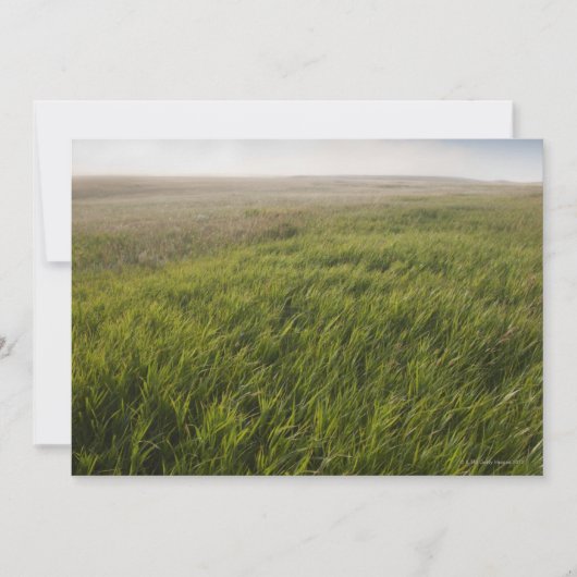 Prairie Grass (Front)