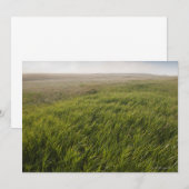 Prairie Grass (Front/Back)