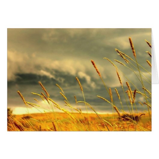 Prairie Grass Cards (Front Horizontal)
