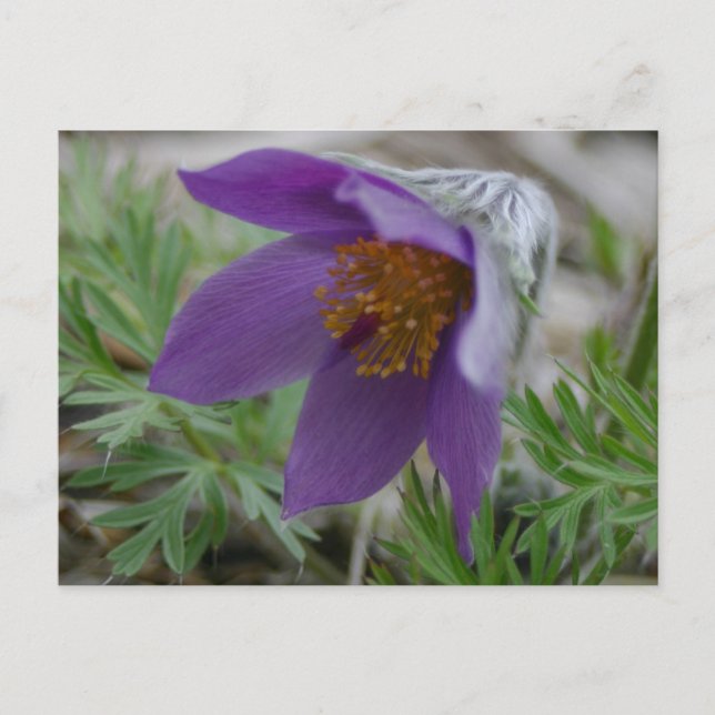 Prairie Pasque North South Dakota state flower Postcard (Front)