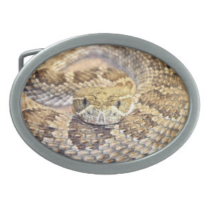 Prairie rattle snake oval belt buckle