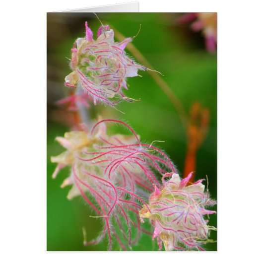 Prairie Smoke Cards (Front)