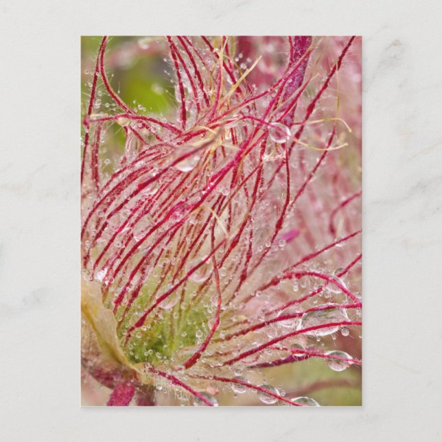 Prairie Smoke in the rain at Theodore Postcard (Front)
