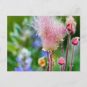 Prairie Smoke Wildflowers In Aspen Grove 2 Postcard