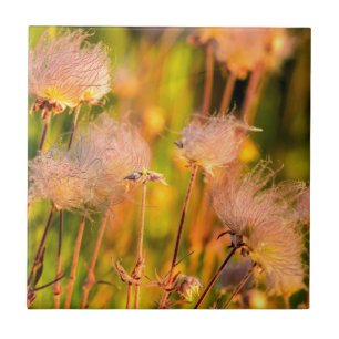 Prairie Smoke Wildflowers In Aspen Grove Ceramic Tile