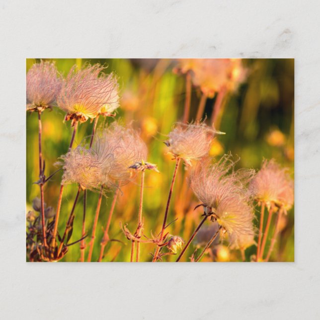 Prairie Smoke Wildflowers In Aspen Grove Postcard (Front)
