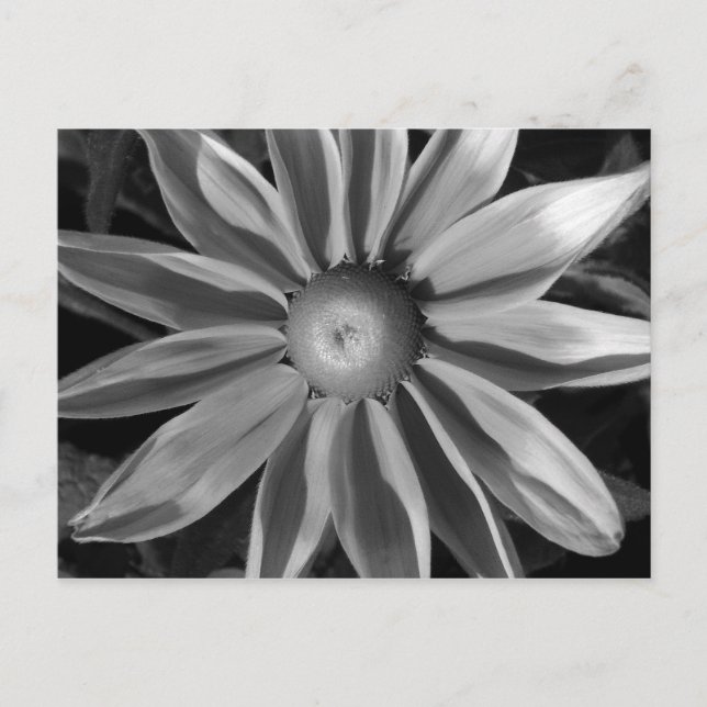 Prairie Sun Rudbeckia B&W Postcard (Front)