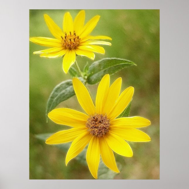 Prairie Sunflower - Helianthus maximilianii Poster (Front)