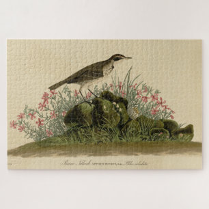 Prairie Titlark (Pipit) Audubon's Birds of America Jigsaw Puzzle