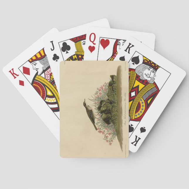 Prairie Titlark (Pipit) Audubon's Birds of America Poker Cards (Back)