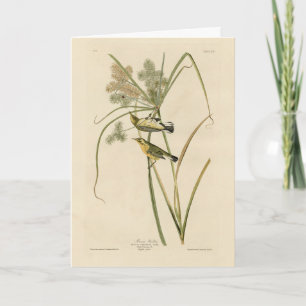 Prairie Warbler from Audubon's Birds of America Card