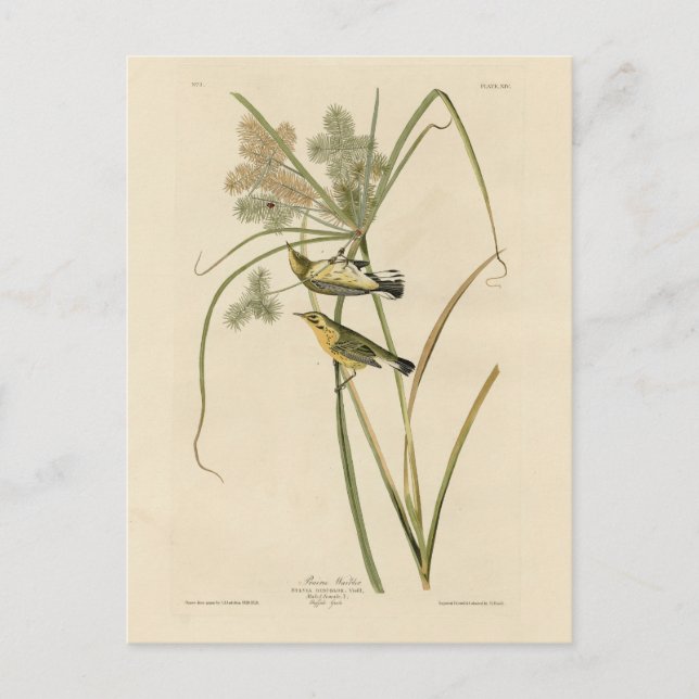Prairie Warbler from Audubon's Birds of America Postcard (Front)