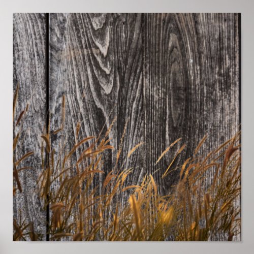 Prairie Wheat On Barn Board Poster