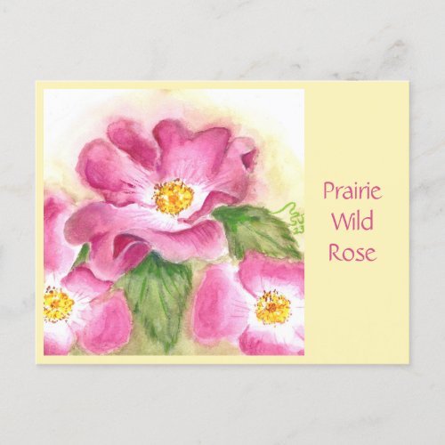 Prairie Wild Rose Post Card