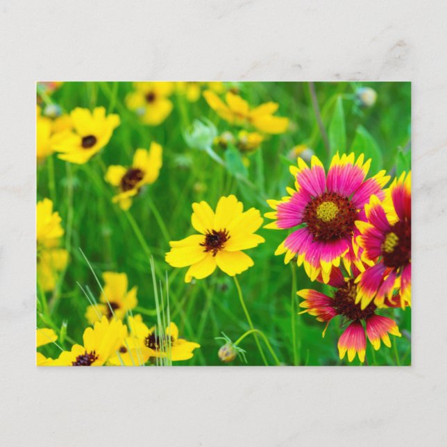 Prairie wildflowers in Hill Country Postcard (Front)