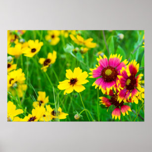 Prairie Flower Posters & Photo Prints | Zazzle