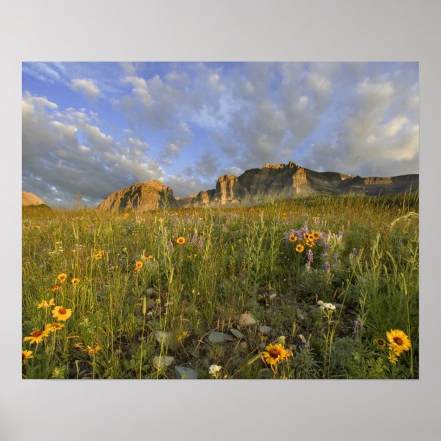 Prairie Wildflowers in Many Glacier Valley at Poster (Front)