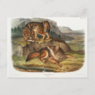 Prairie Wolf by John Woodhouse Audubon Postcard