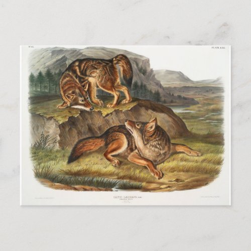 Prairie Wolf by John Woodhouse Audubon Postcard
