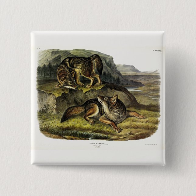 Prairie Wolf (Coyote) from Audubon's Quadrupeds Button (Front)