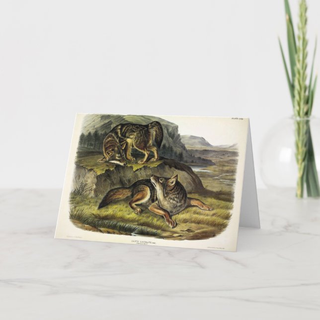 Prairie Wolf (Coyote) from Audubon's Quadrupeds Card (Front)