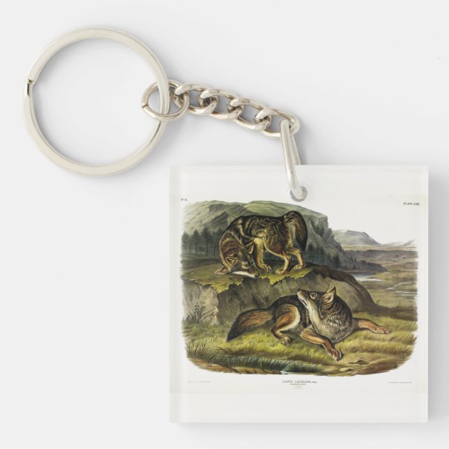 Prairie Wolf (Coyote) from Audubon's Quadrupeds Keychain (Front)