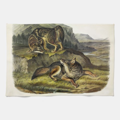 Prairie Wolf Coyote from Audubons Quadrupeds Kitchen Towel