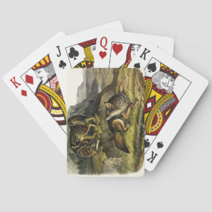 Prairie Wolf (Coyote) from Audubon's Quadrupeds Poker Cards